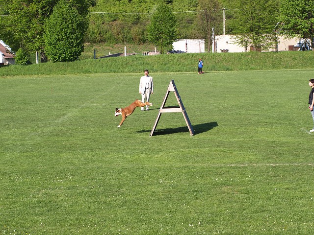 www.atibox.net * www.euroboxer.eu * www.boxergenealogia.eu